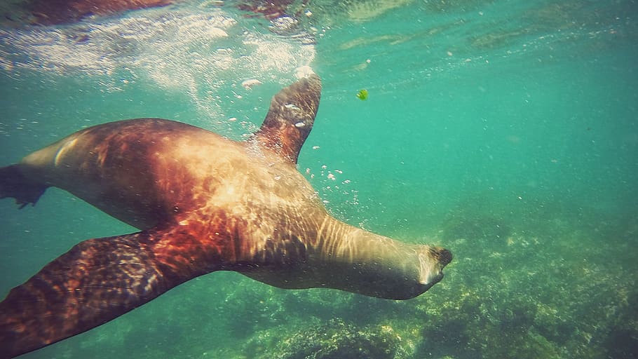 ecuador, galapagos islands, underwater, animal wildlife, animals in the wild HD wallpaper