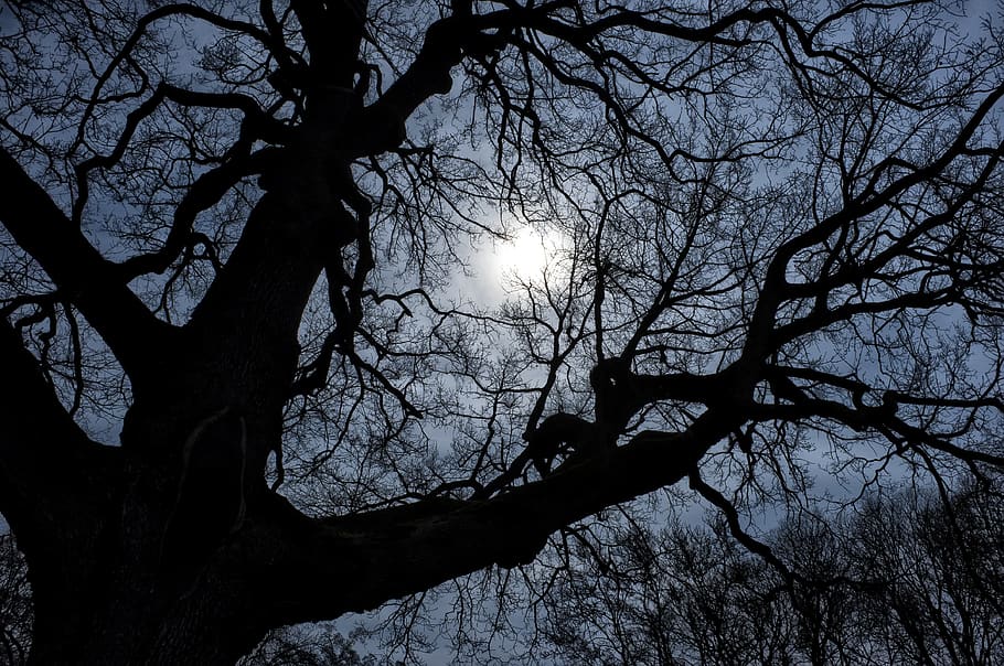 night, dark, tree, backlight, landscape, nature, lights, evening HD wallpaper
