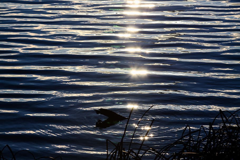 lake, sunset, nature, water, bird, sunlight, no people, animals in the wild HD wallpaper