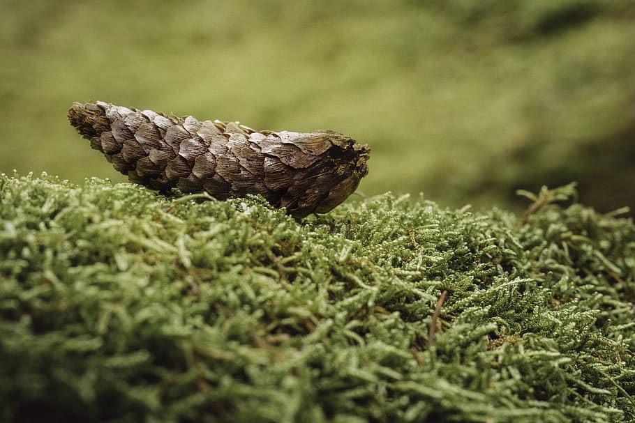 tree, treetrunk, forest, flowers, moss, pinecone, pine needle HD wallpaper