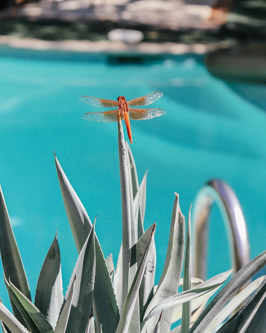 orange dragonfly, insect, plant, invertebrate, animal, anisoptera HD wallpaper