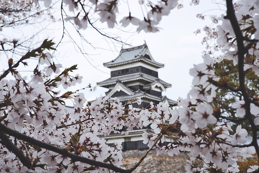 Castle, architecture, bloom, blossom, branch, cherry blossom HD wallpaper
