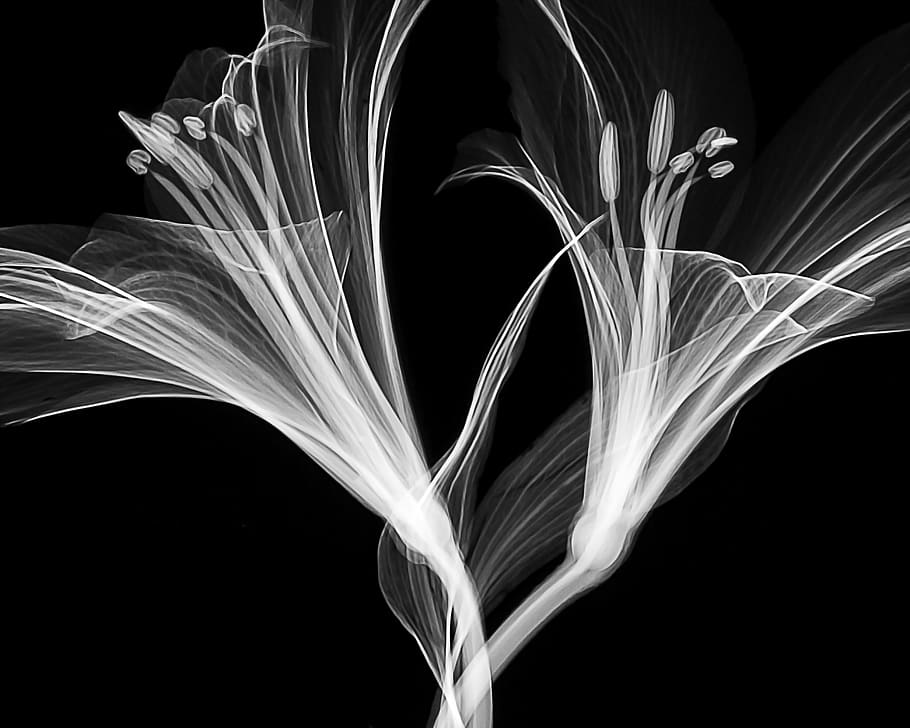 grayscale flower illustration, studio shot, black background HD wallpaper
