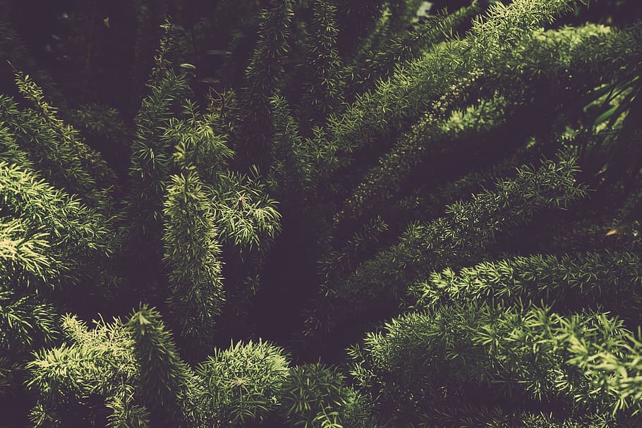 Green Foxtail Ferns Plant, blur, botanical, close-up, conifer HD wallpaper