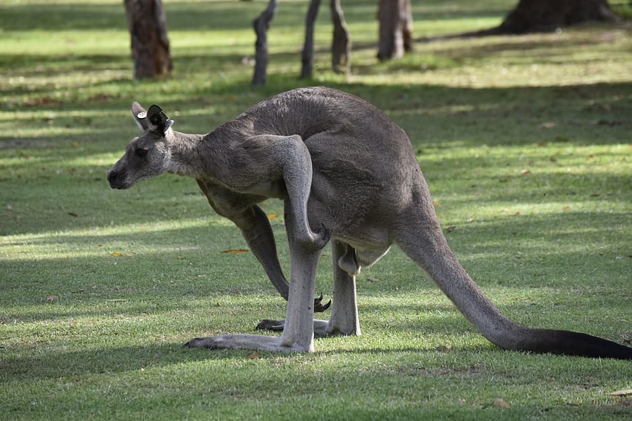 australia, kangaroo, nature, grass, animal themes, mammal, one animal HD wallpaper
