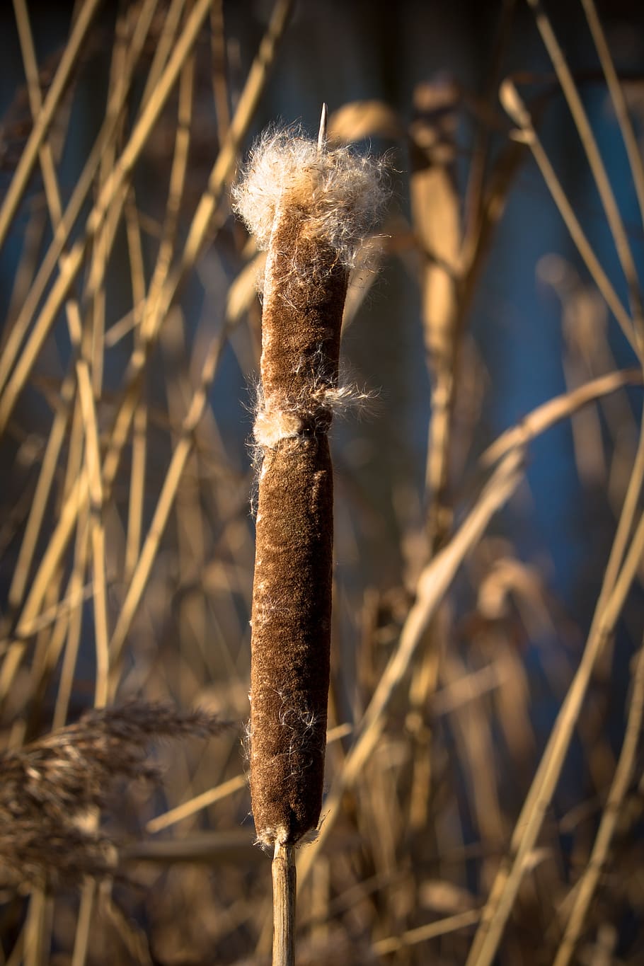 cattail, cigar, spring, reed, nature, water, landscape, outdoor HD wallpaper