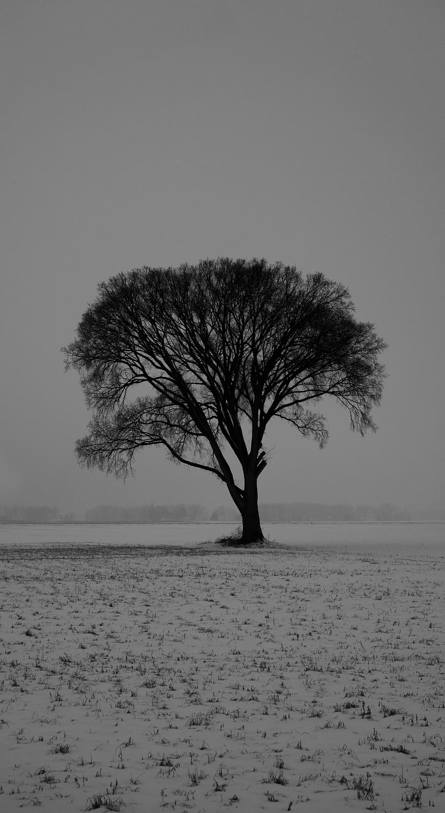 tree, plant, tree trunk, ground, oak, nature, engine, motor HD wallpaper
