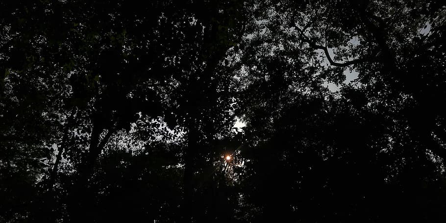 flare, light, plant, tree, sunlight, vegetation, silhouette HD wallpaper
