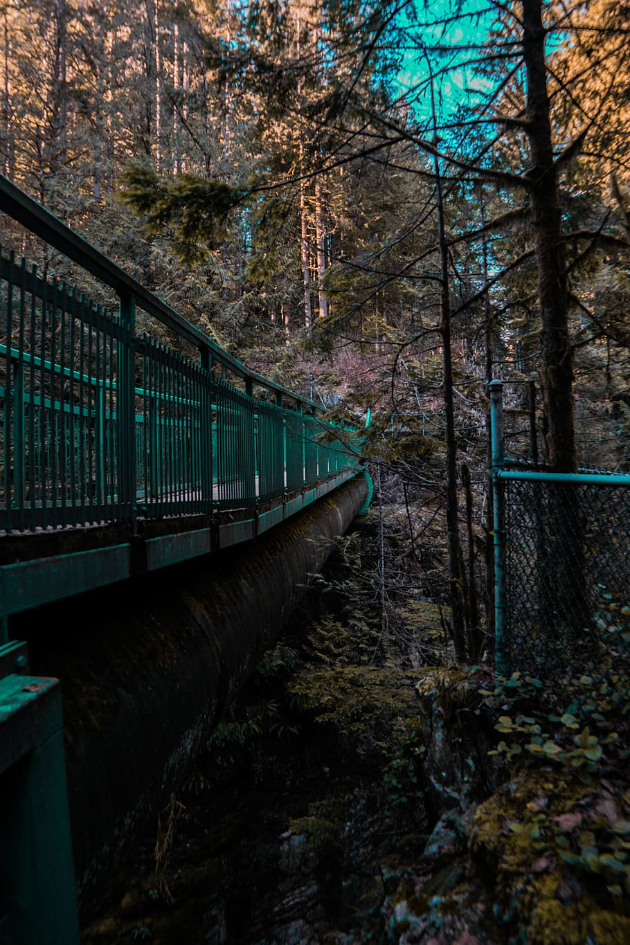 forest, bridge, mood, tree, plant, nature, land, no people HD wallpaper