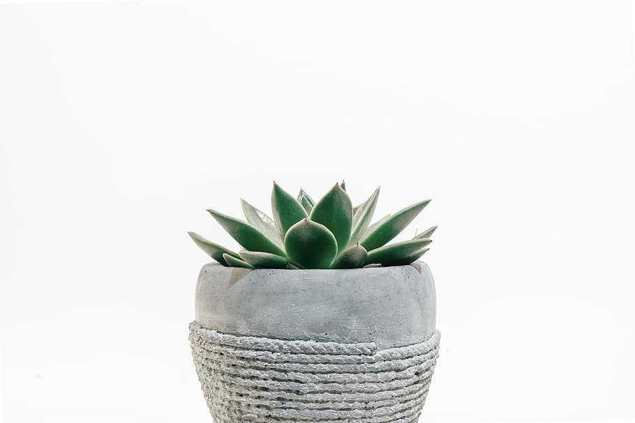 Photo of Plant on Pot, blur, botanical, close-up, flora, focus HD wallpaper