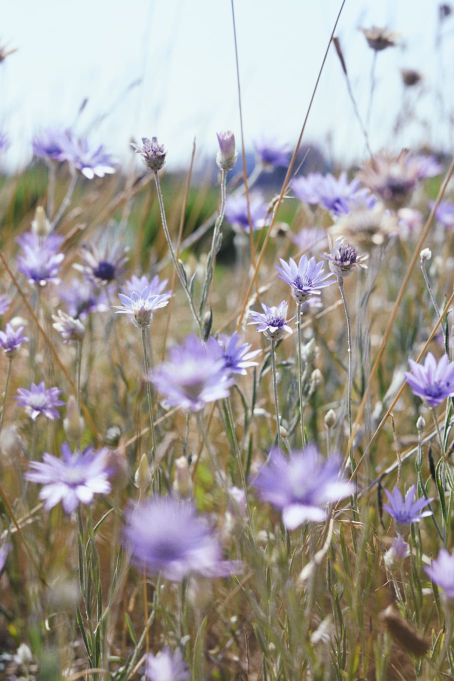 grass, flower, field, sky, light, botanical, vsco, flowering plant HD wallpaper