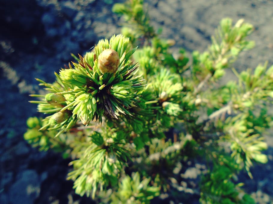 spring, green, tree, young, spruce, closeup, grey, brown, beautiful HD wallpaper