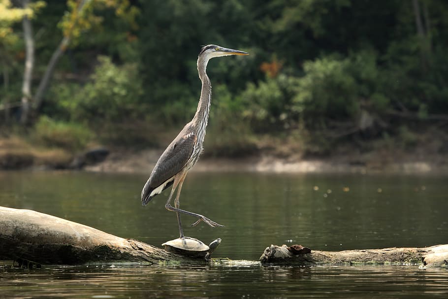 water, bird, vertebrate, animals in the wild, animal wildlife HD wallpaper