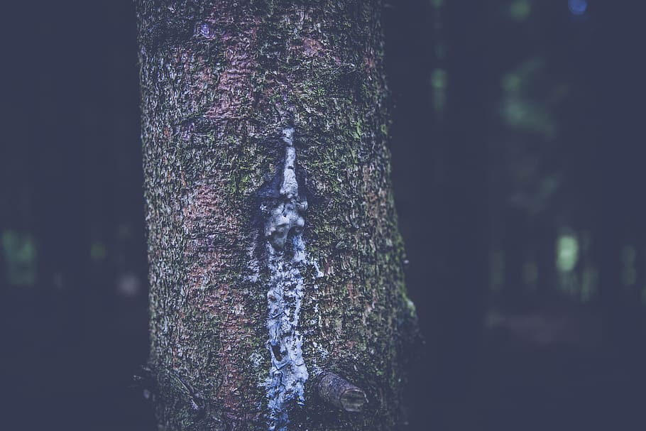Selective Focus Photography of Gray Tree Trunk, close-up, colors HD wallpaper