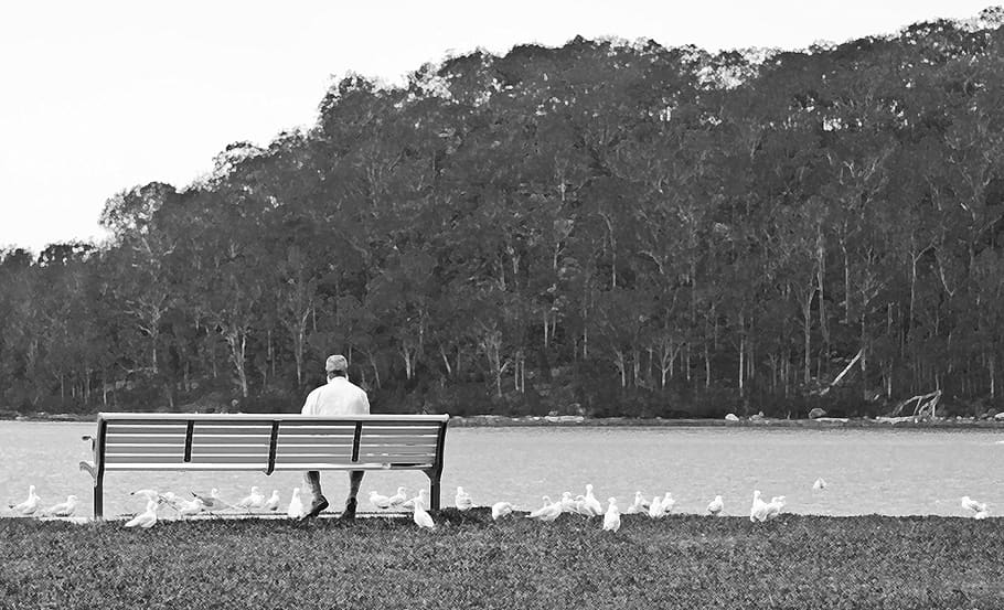 man, bench, gulls, trees, water, park, plant, sitting, one person HD wallpaper