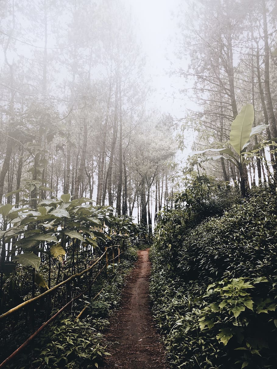 green leafed tree under cloudy sky, path, track, trek, woodland HD wallpaper