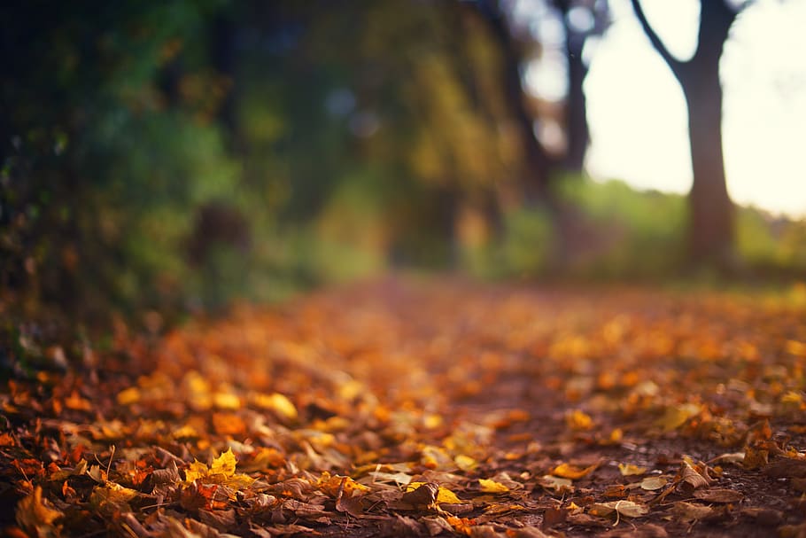 autumn, fall foliage, forest, away, path, trees, red, orange HD wallpaper