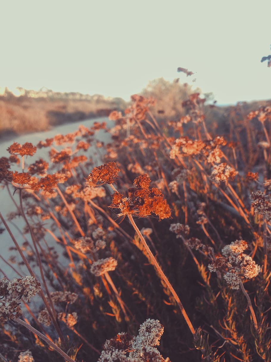 flower, red, petal, bloom, garden, plant, nature, autumn, fall HD wallpaper