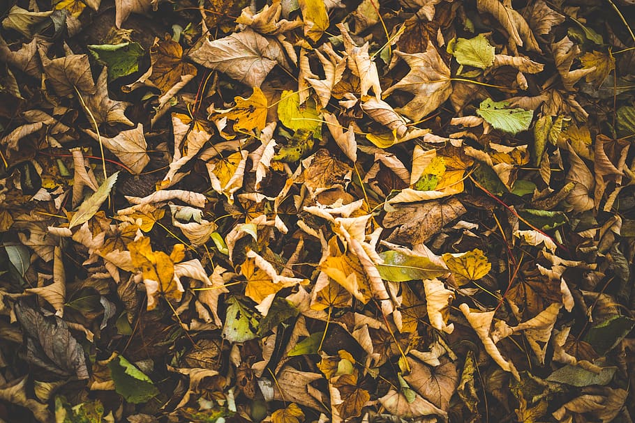 Brown and Green Leaves, dry leaves, plant part, leaf, autumn HD wallpaper