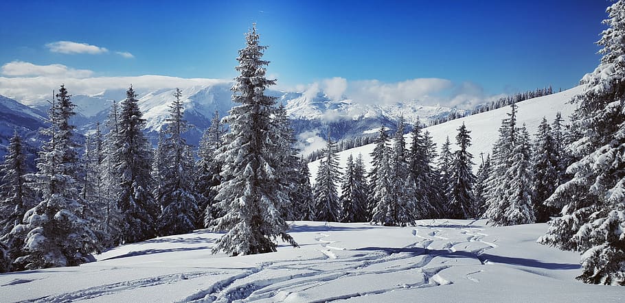 wintry, skiing, alpine, snowy, sky, forest, deep-snow skiing HD wallpaper