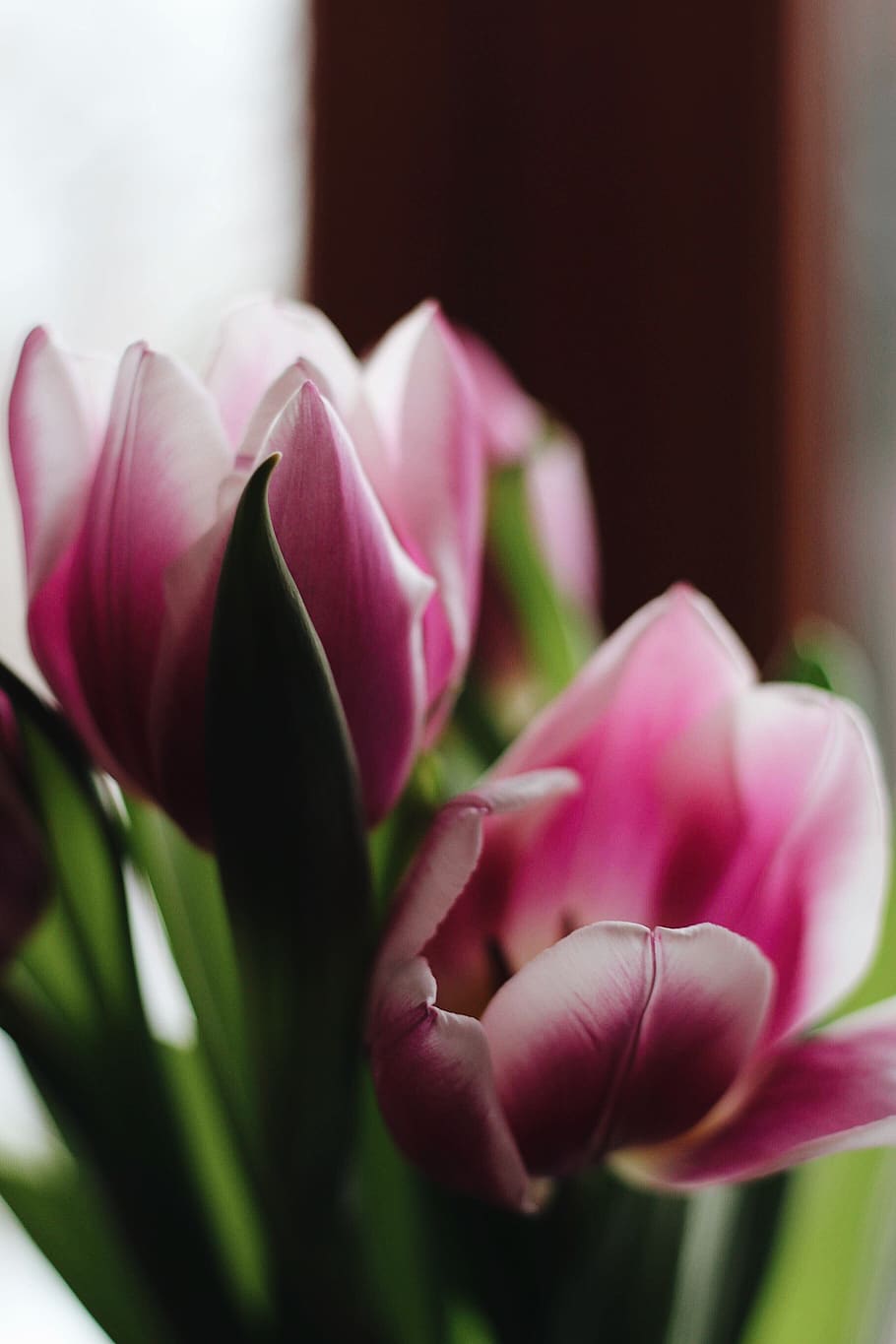 ukraine, kyiv, flower, flowering plant, beauty in nature, freshness HD wallpaper