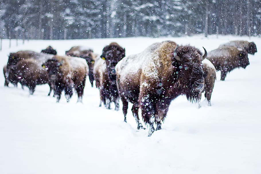 buffalo, winter, snow, bison-buffalo, animal world, flock, cold temperature HD wallpaper