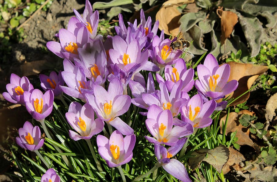 krokus, crocus, spring flowers, early spring, violet, saffron, HD wallpaper