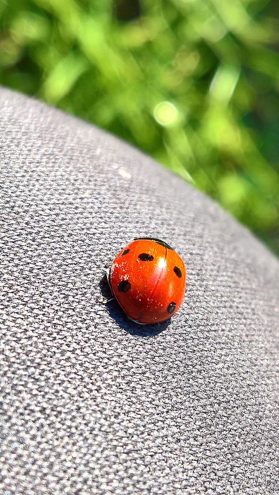 luck, lucky ladybug, beetle, red, focus on foreground, close-up HD wallpaper