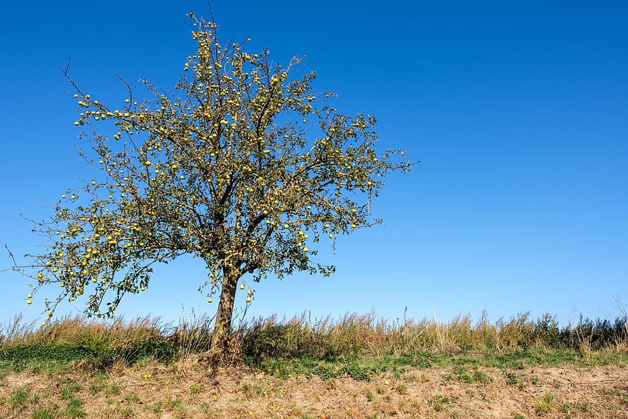 tree, autumn, fruit tree, fruits, apple, pears, sky, landscape HD wallpaper