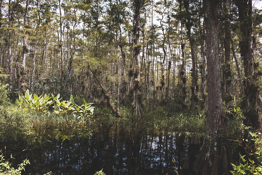 jungle, forest, plants, tree, wood, fire, water, tranquility HD wallpaper