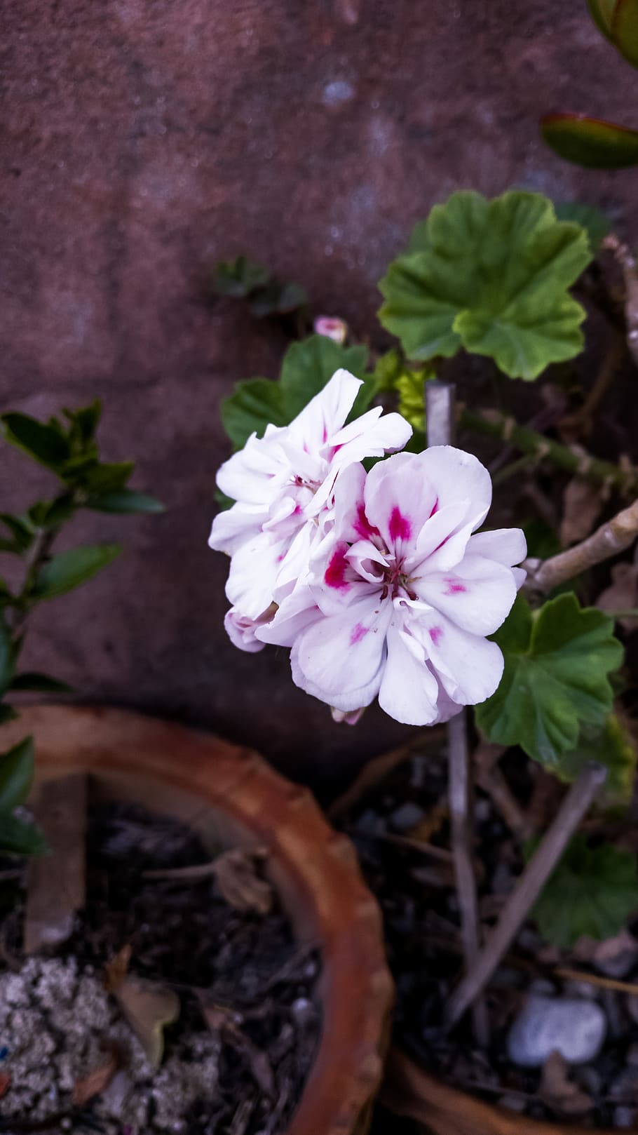 nepal, flowering plant, freshness, fragility, vulnerability HD wallpaper
