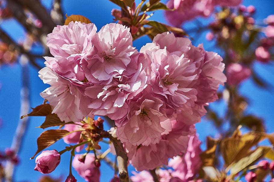 cherry, flower, rosa, branch, flowers, flowering, plant, nature HD wallpaper