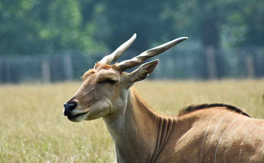 eland, africa, animal, antelope, beautiful, big, bovidae, brown, HD wallpaper