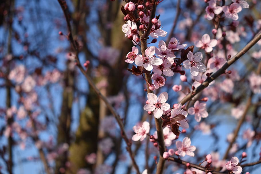 cherry blossom, spring, branch, cherry tree, flower, flowering plant HD wallpaper