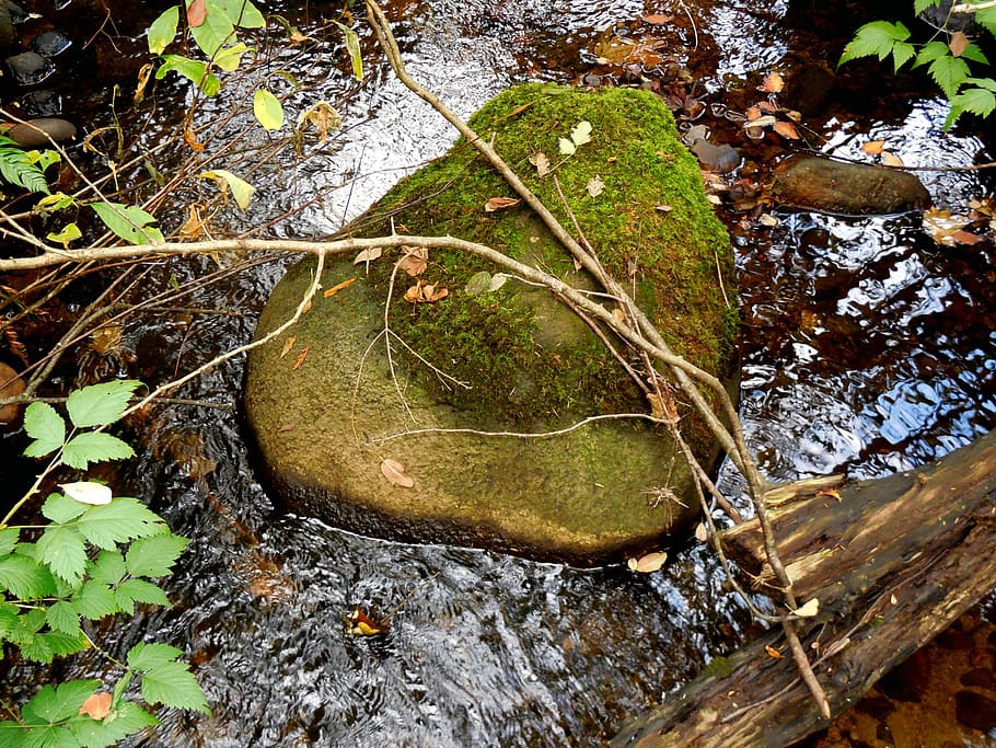 canada, deep cove, water, forest, creek, british columbia, vancouver HD wallpaper