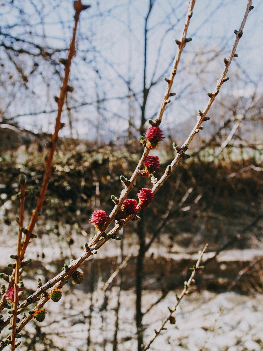 plant, tree, nature, branch, focus on foreground, no people HD wallpaper