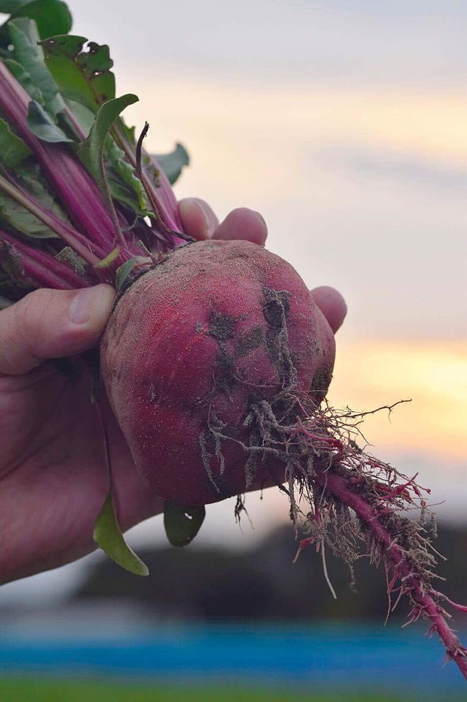 beet, human hand, food, food and drink, human body part, healthy eating HD wallpaper