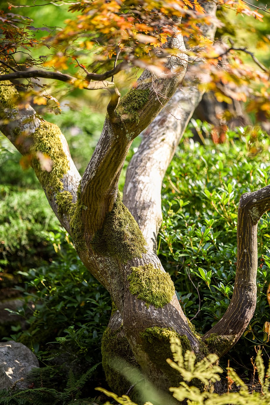 victoria bc, tree, plant, trunk, tree trunk, nature, branch, HD wallpaper