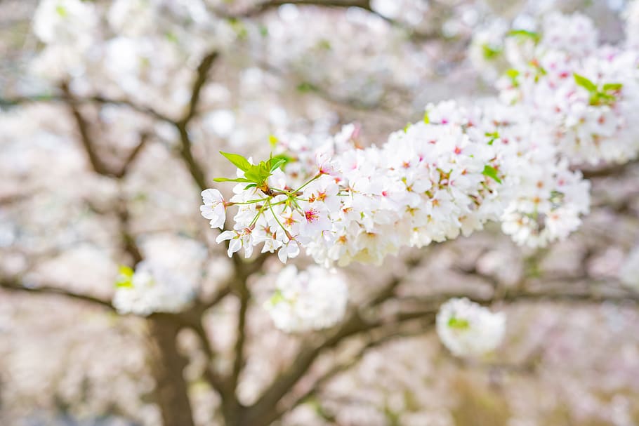 white petaled flowers, flowering plant, fragility, freshness HD wallpaper