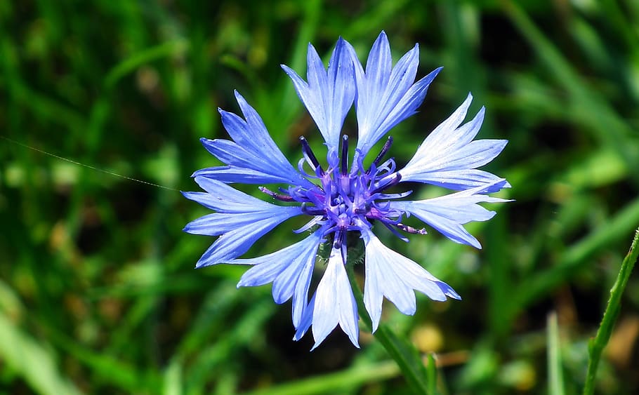 flower, cornflower, blue, meadow, spring, closeup, nature, blooming HD wallpaper