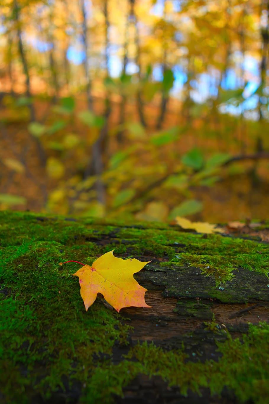autumn, forest, scene, leaf, leaves, yellow, tree, park, wood HD wallpaper