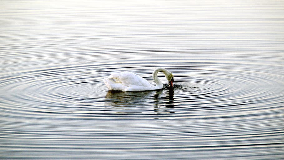 swan, water, circle, bird, waters, waterfowl, creature, elegant HD wallpaper