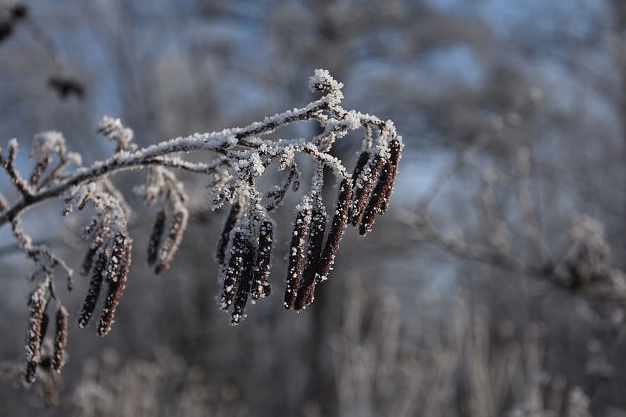 cold temperature, focus on foreground, winter, frozen, close-up