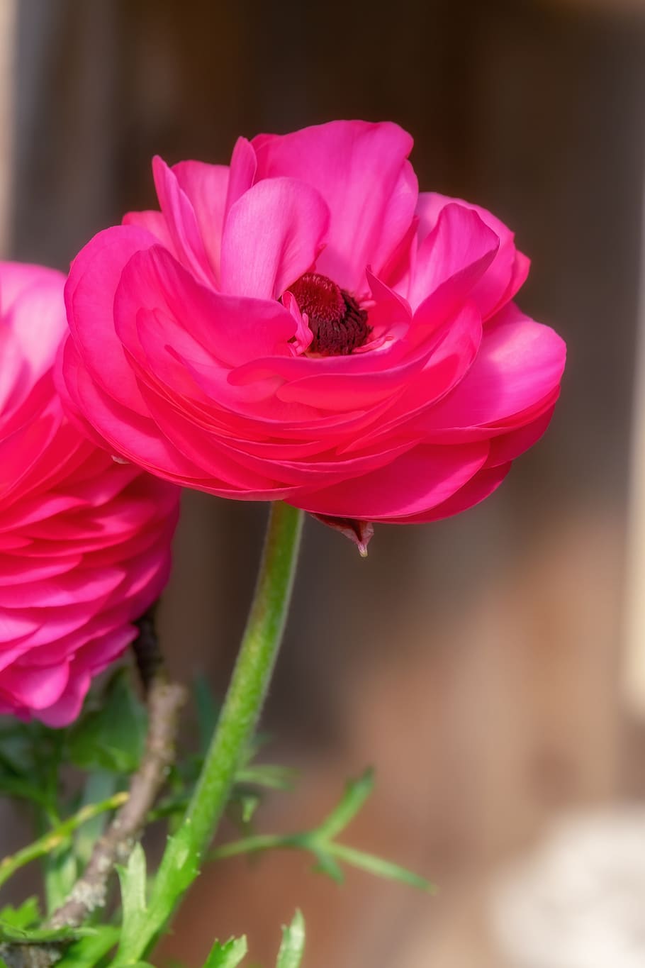 ranunculus, flower, blossom, bloom, pink, spring, ranunculus flower HD wallpaper