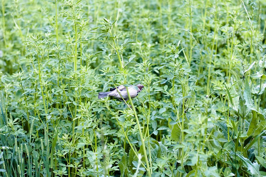 animal, bird, branch, environment, nature, plant, summer, grass HD wallpaper
