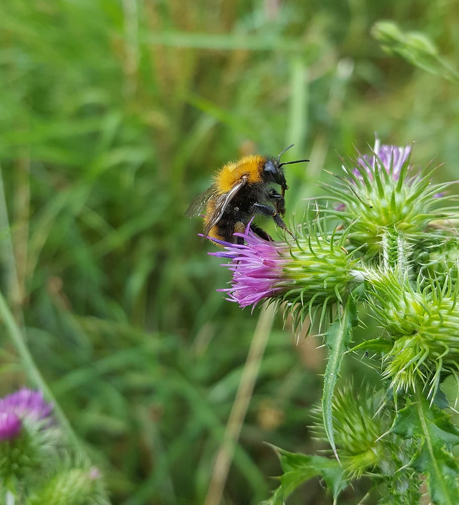 bee, flower, thistle, nature, flowers, bees, flowering plant HD wallpaper