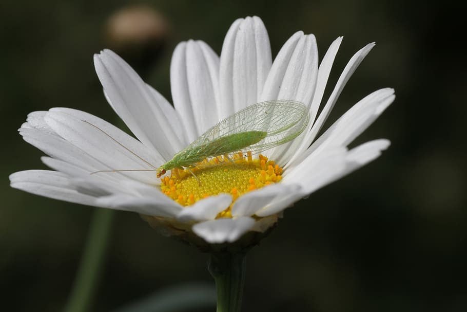 blossom, bloom, lacewing, insect, summer, flight insect, frühlingsanfang HD wallpaper