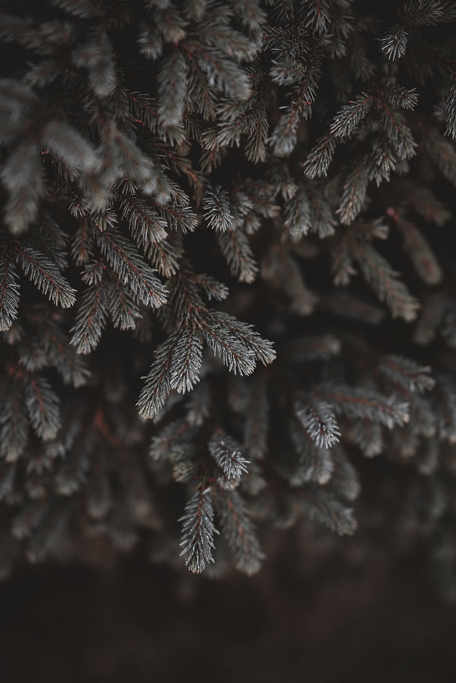 green pine tree, plant, growth, no people, nature, close-up, beauty in nature HD wallpaper
