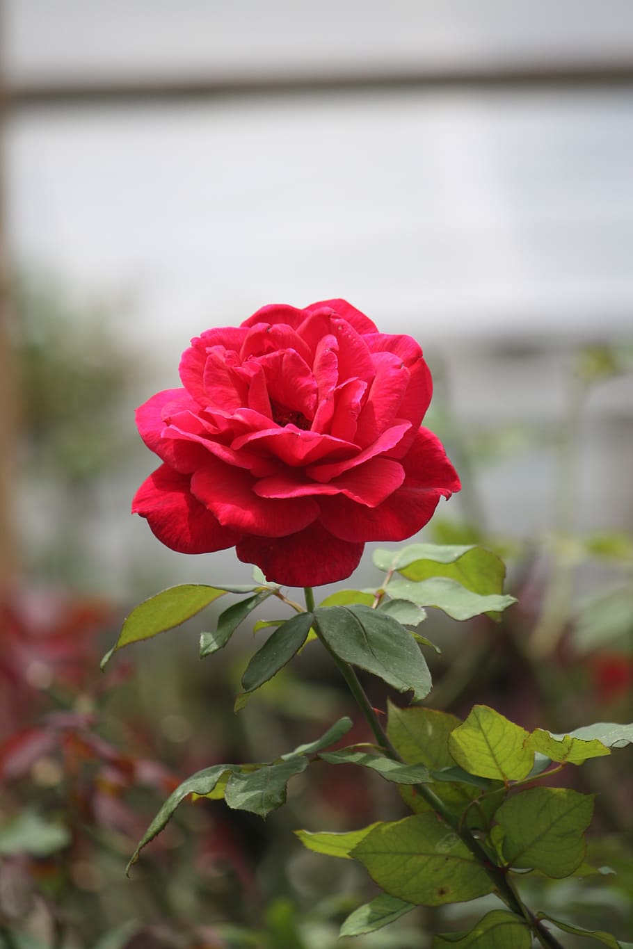 flower, nature, rose, flora, leaf, petal, garden, floral, blooming HD wallpaper