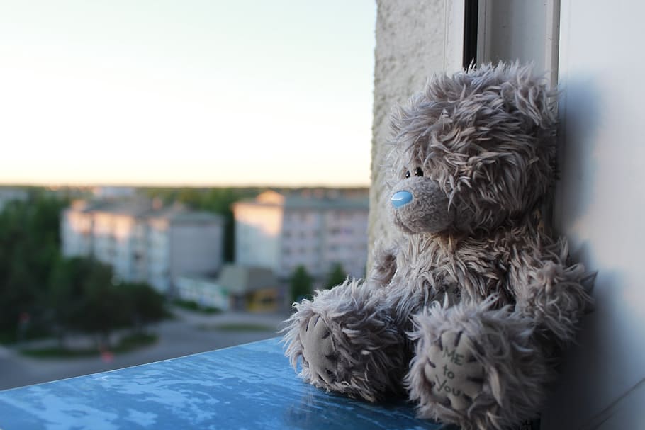 window, teddy, bear, domestic, one animal, mammal, domestic animals HD wallpaper